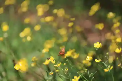 三渡神社の自然