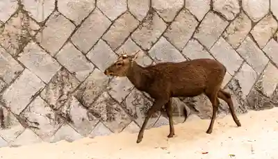 厳島神社(広島県)