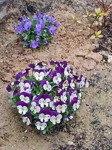 大鏑神社の自然