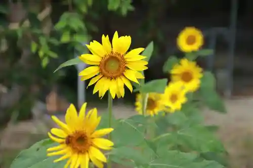 阿久津「田村神社」（郡山市阿久津町）旧社名：伊豆箱根三嶋三社の自然