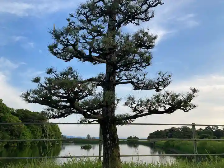 崇神天皇 山邊道勾岡上陵の自然