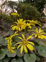 乃木神社(東京都)