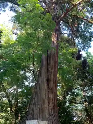 熊野神社の自然