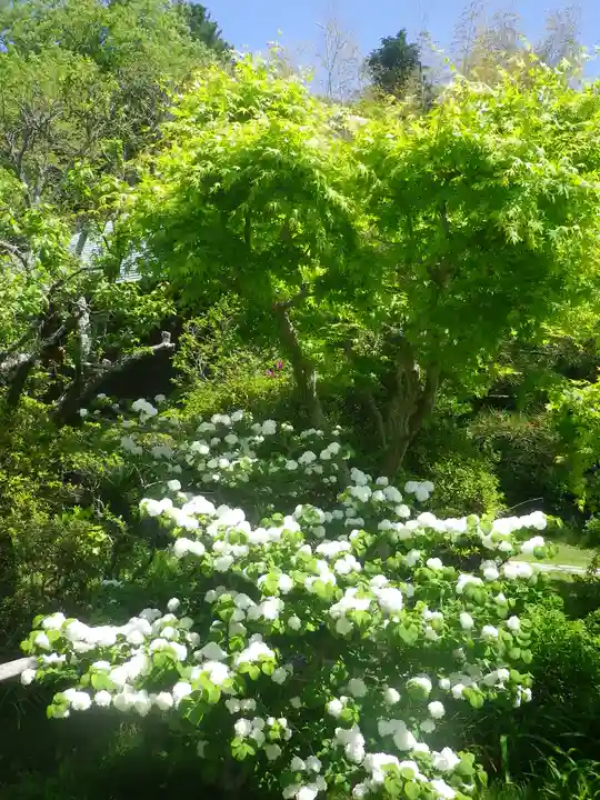 浄光明寺の自然