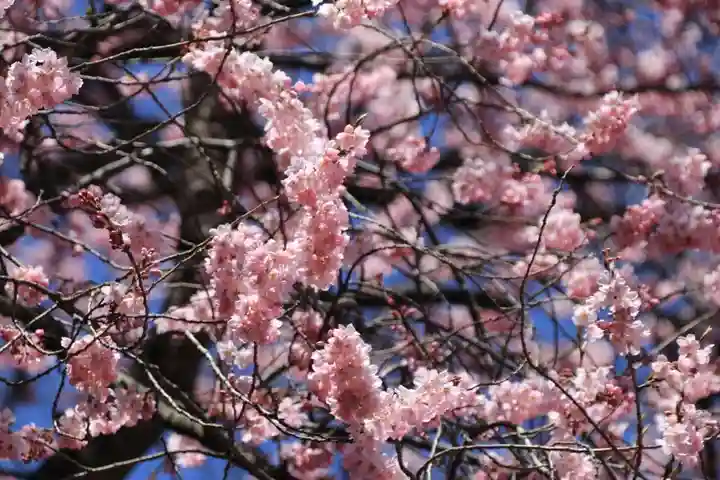 八幡神社の自然
