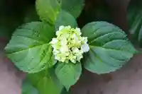 三津厳島神社の自然