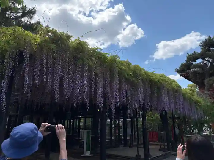 葛井寺(大阪府)