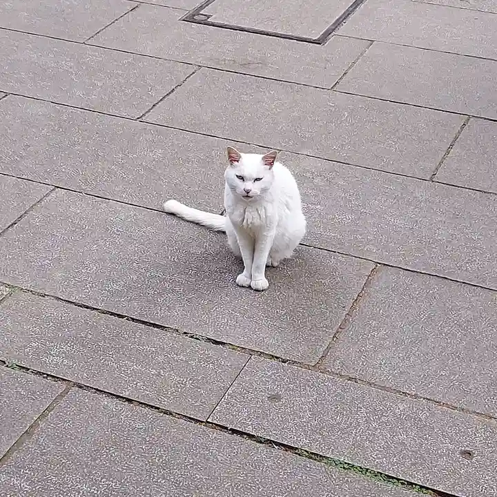 愛宕神社の動物