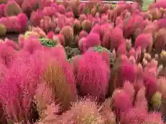 比々多神社の自然