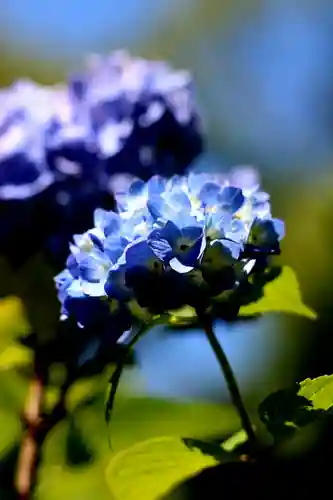 藤森神社(京都府)
