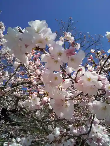 近江神宮の自然