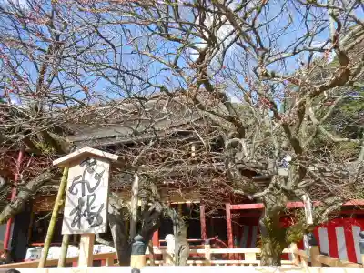 太宰府天満宮(福岡県)