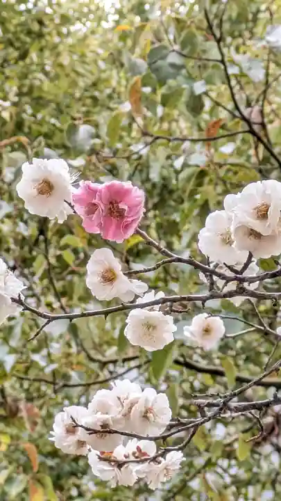 智積院(京都府)