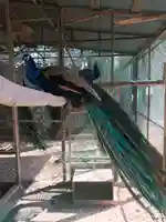 岩槻久伊豆神社の動物