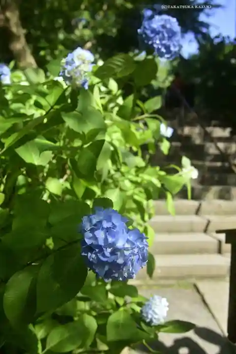 明月院(神奈川県)