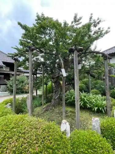金剛寺(東京都)