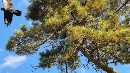 函館護國神社(北海道)