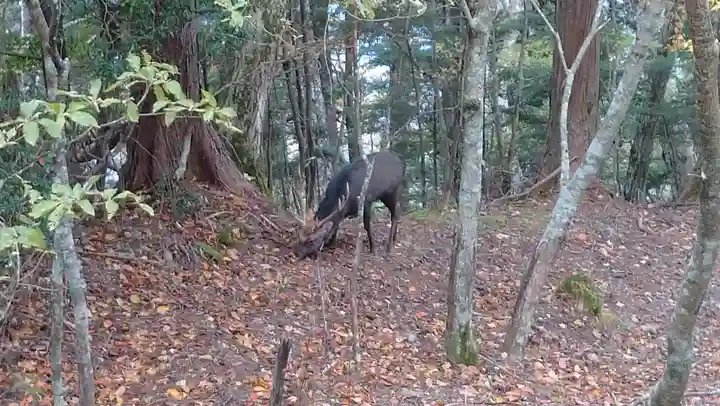 日蓮宗 総本山 塔頭 定林坊(じょうりんぼう)の自然