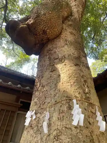 氷川女體神社の自然