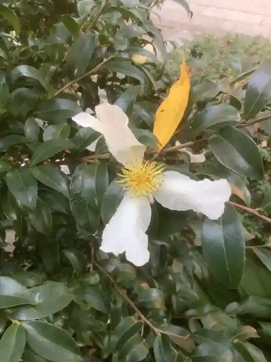 伊奴神社の自然