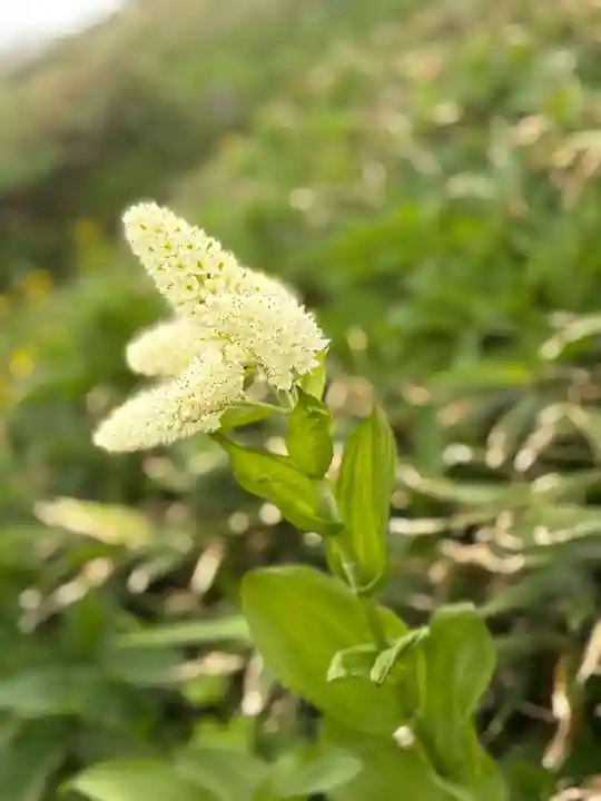 白山比咩神社 奥宮(石川県)