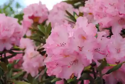 三春大神宮(福島県)
