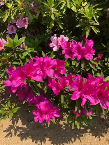 誉田八幡宮の自然