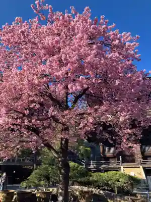 楽法寺（雨引観音）の{uncategorized: "未分類", other: "その他", undefined: "問題あり", building: "その他建物", grave: "お墓", sacred_gate: "鳥居", guardian: "狛犬", statue: "像", buddha: "仏像", history: "歴史", nature: "自然", garden: "庭園", animal: "動物", pagoda: "塔", temizu: "手水舎", mountain_gate: "山門・神門", sanctuary: "本殿・本堂", subordinate: "末社・摂社", art: "芸術", scenery: "景色", jizo: "地蔵", ema: "絵馬", goshuin: "御朱印", omikuji: "おみくじ", items: "授与品その他", amulet: "お守り", goshuincho: "御朱印帳", eats: "食事", festival: "お祭り", votive_dance: "神楽", shichigosan: "七五三参", wedding: "結婚式", experience: "体験その他", initially: "初詣", around: "周辺", anti_infection: "感染症対策"}