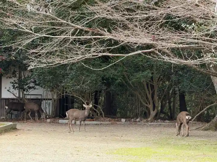 奈良縣護國神社の{uncategorized: "未分類", other: "その他", undefined: "問題あり", building: "その他建物", grave: "お墓", sacred_gate: "鳥居", guardian: "狛犬", statue: "像", buddha: "仏像", history: "歴史", nature: "自然", garden: "庭園", animal: "動物", pagoda: "塔", temizu: "手水舎", mountain_gate: "山門・神門", sanctuary: "本殿・本堂", subordinate: "末社・摂社", art: "芸術", scenery: "景色", jizo: "地蔵", ema: "絵馬", goshuin: "御朱印", omikuji: "おみくじ", items: "授与品その他", amulet: "お守り", goshuincho: "御朱印帳", eats: "食事", festival: "お祭り", votive_dance: "神楽", shichigosan: "七五三参", wedding: "結婚式", experience: "体験その他", initially: "初詣", around: "周辺", anti_infection: "感染症対策"}