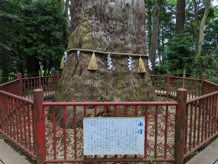 麻賀多神社の自然
