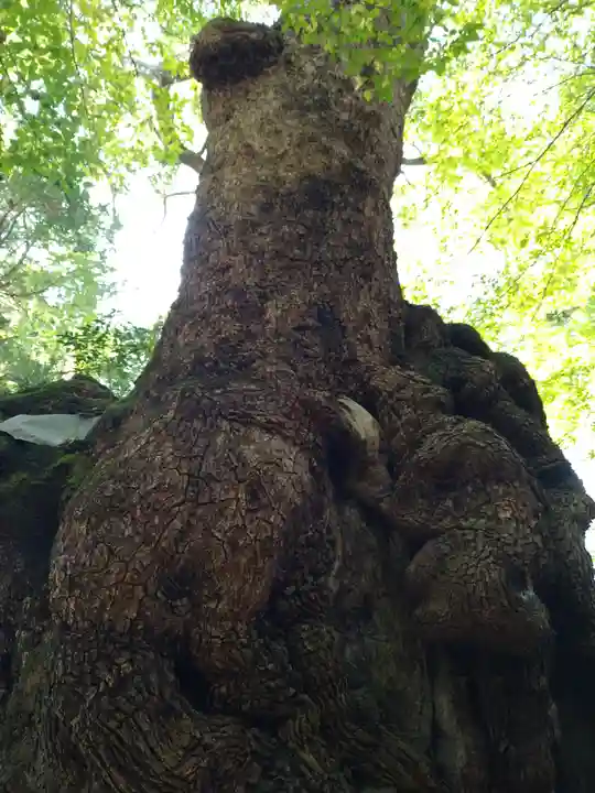 來宮神社の自然