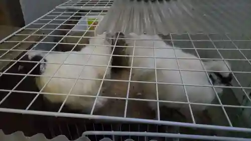 榮久山大法寺の動物