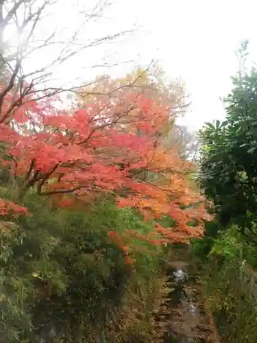 理智光寺跡（理智光寺址）＜史跡＞の自然
