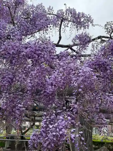 箭弓稲荷神社の{uncategorized: "未分類", other: "その他", undefined: "問題あり", building: "その他建物", grave: "お墓", sacred_gate: "鳥居", guardian: "狛犬", statue: "像", buddha: "仏像", history: "歴史", nature: "自然", garden: "庭園", animal: "動物", pagoda: "塔", temizu: "手水舎", mountain_gate: "山門・神門", sanctuary: "本殿・本堂", subordinate: "末社・摂社", art: "芸術", scenery: "景色", jizo: "地蔵", ema: "絵馬", goshuin: "御朱印", omikuji: "おみくじ", items: "授与品その他", amulet: "お守り", goshuincho: "御朱印帳", eats: "食事", festival: "お祭り", votive_dance: "神楽", shichigosan: "七五三参", wedding: "結婚式", experience: "体験その他", initially: "初詣", around: "周辺", anti_infection: "感染症対策"}