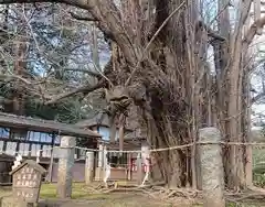 野木神社の自然