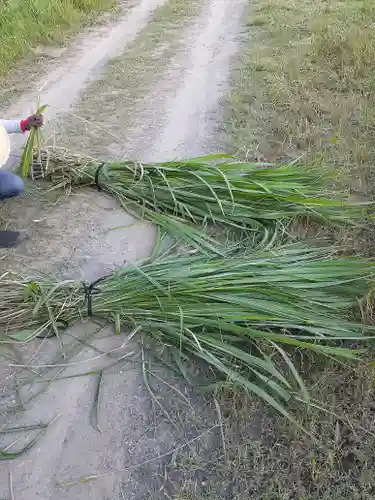 伏木香取神社の自然
