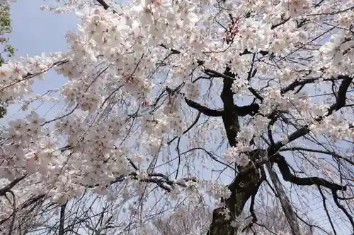 上品蓮台寺の自然