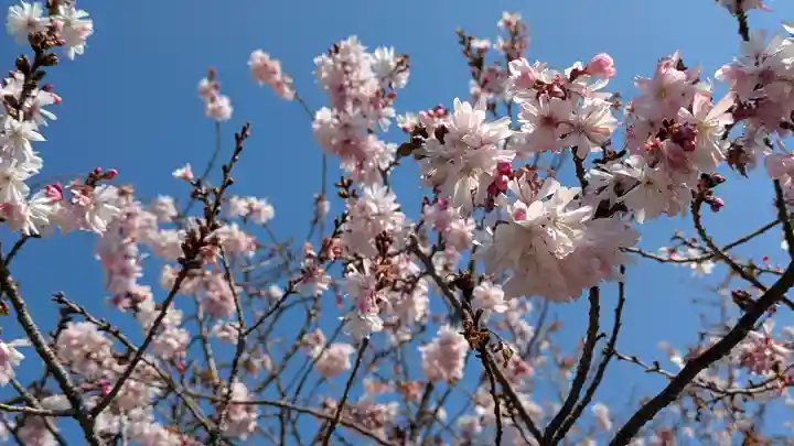 妙蓮寺(京都府)