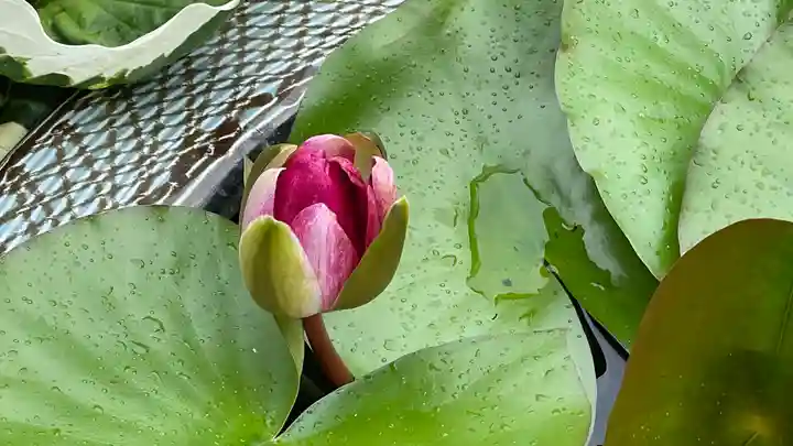 松林寺(山形県)