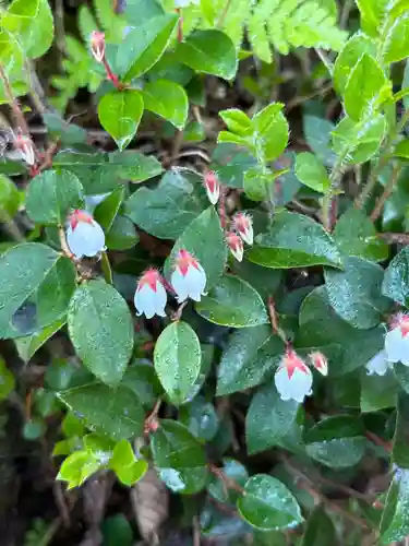白山比咩神社　奥宮(石川県)