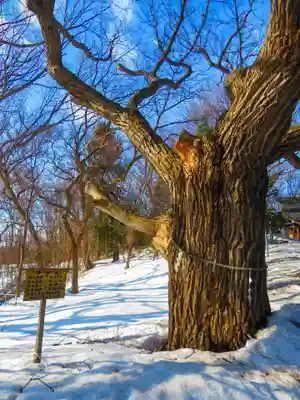 相馬神社の自然