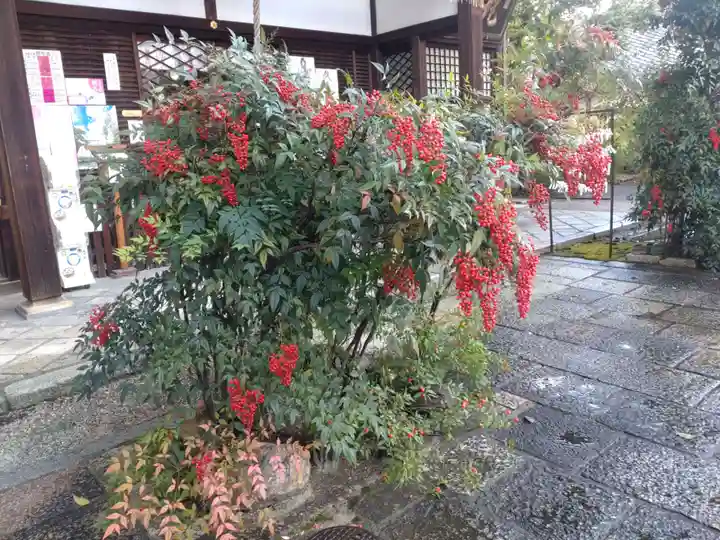 京都大神宮の自然