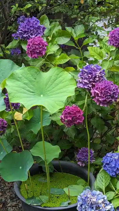 行願寺(革堂)(京都府)