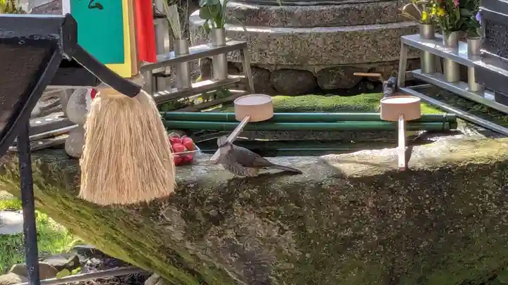 釋迦院(釈迦院)の動物