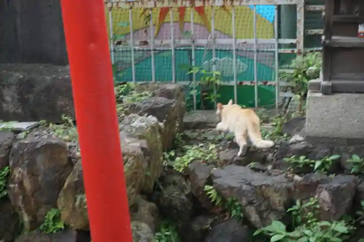 天王坊稲荷神社の動物