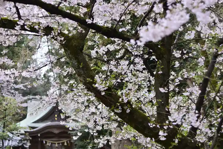 岩槻久伊豆神社(埼玉県)