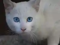 三輪神社の動物