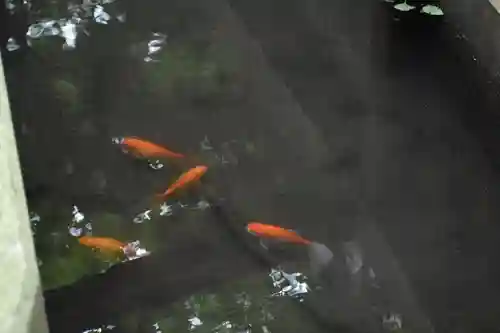 下総国三山　二宮神社の動物