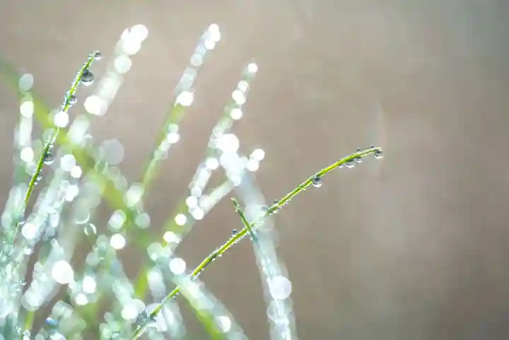 金蛇水神社の自然