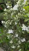 正覚寺(京都府)
